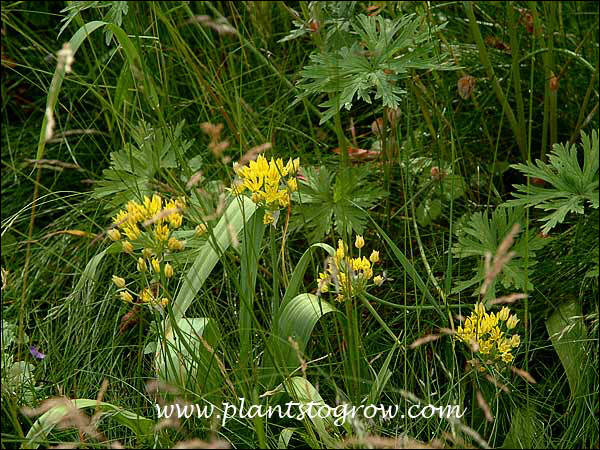 Growing in a Meadow with Geranium and Fescue grass. (June 14)